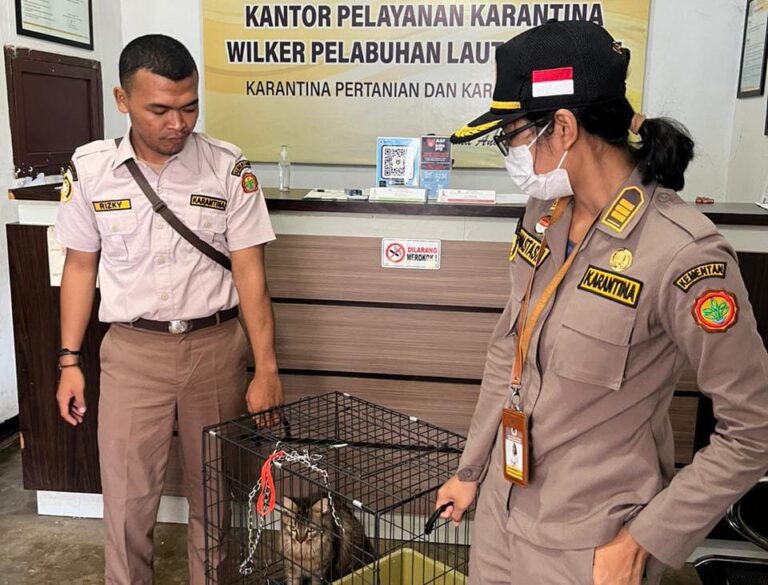 Jaga Merauke Dari Penyakit Berbahaya, Karantina Lakukan Penolakan Kucing