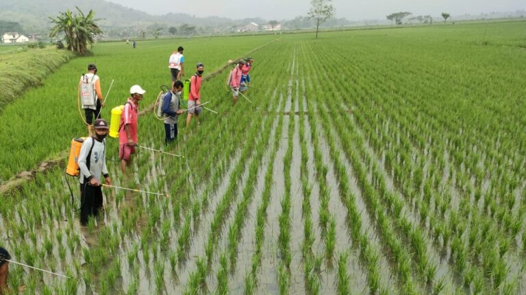 Kementan Lakukan Langkah Antisipasi Serangan Hama Penyakit Tanaman di Awal Musim Hujan