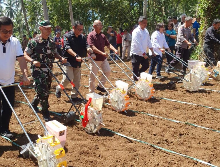 Kementan Genjot Produksi Jagung Manfaatkan Kebun Kelapa