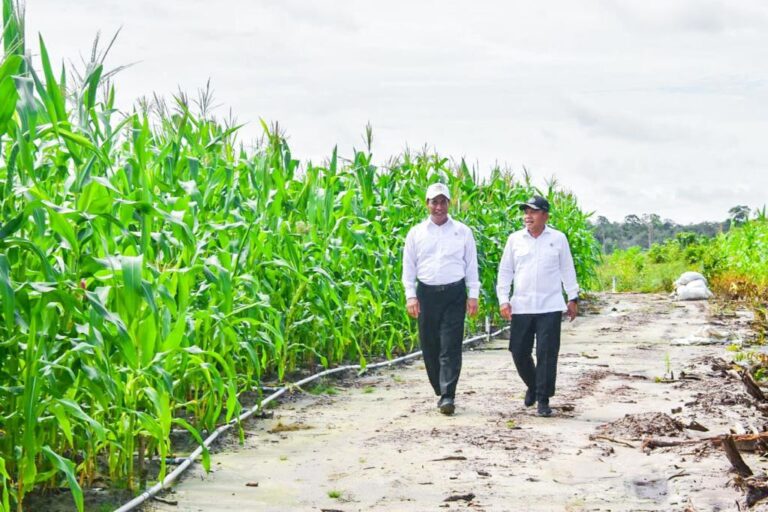Mentan Amran Bantah Food Estate Gunakan Pot