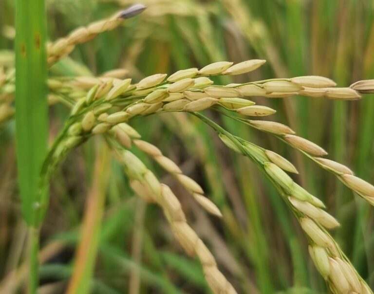 Kejar Peningkatan Produksi Pangan, Kementan Tumbuhkan Minat Penangkar Benih