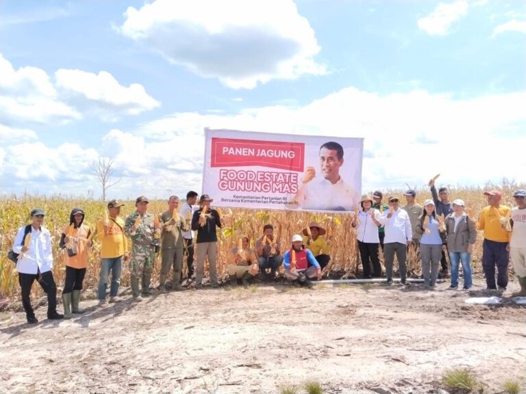 Mentan: Saat ini Food Estate Panen Jagung, Panen Singkong menyusul