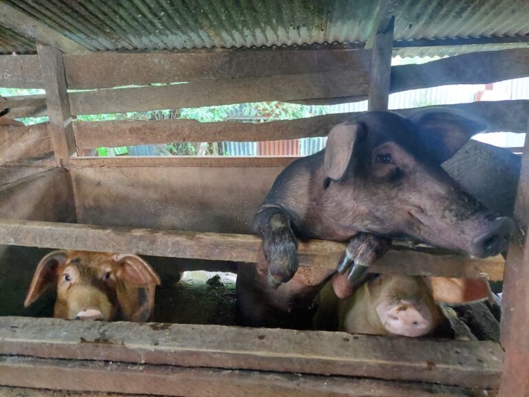 Karantina Papua Selatan Ingatkan Masyarakat Terkait Penyakit Berbahaya Pada Babi