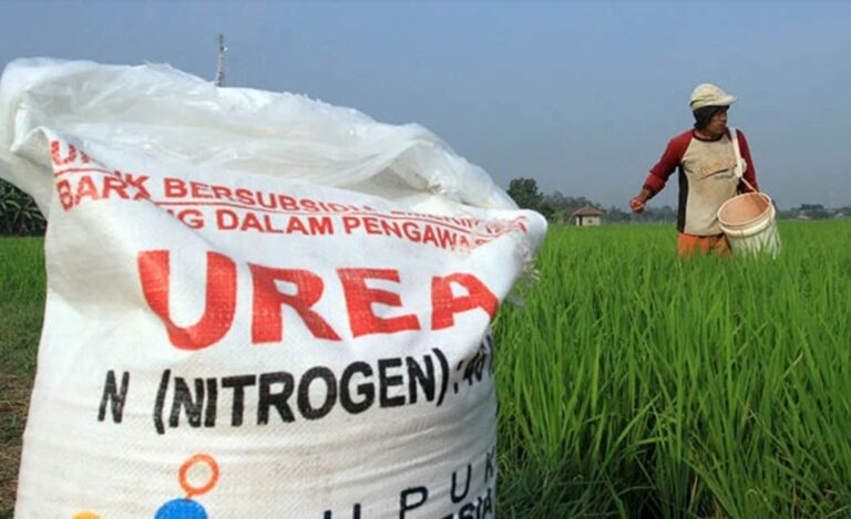 Petani Respon Pengamat Terkait Pupuk Subsidi: Tambahan Anggaran Pupuk Sentuh Akar Masalah Kami