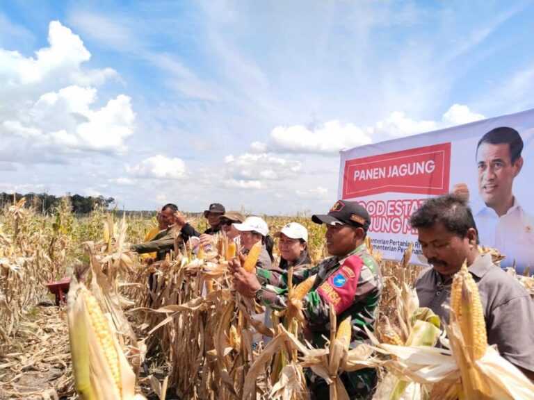 Panen Jagung di Lokasi Food Estate Gunung Mas Memuaskan