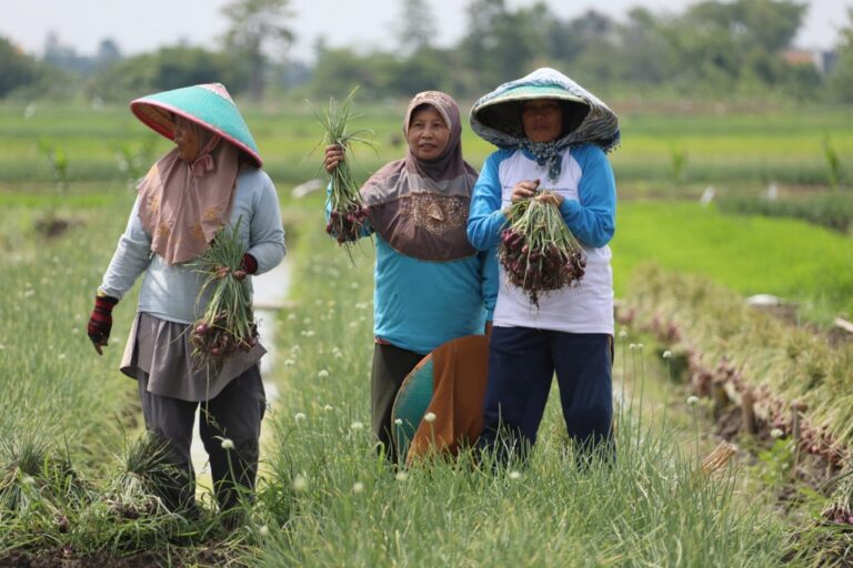 Jawab Komen Pengamat, Petani Bawang Brebes Dukung Kebijakan Pupuk Subsidi