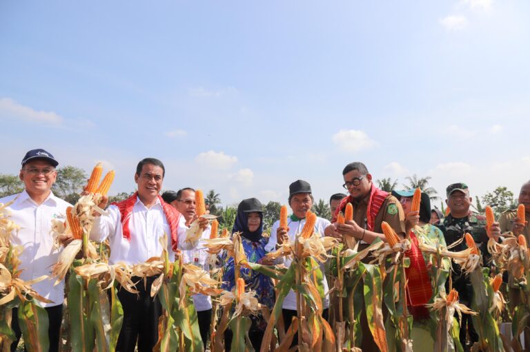 Stop Impor, Mentan Amran Genjot Produksi Jagung di Medan