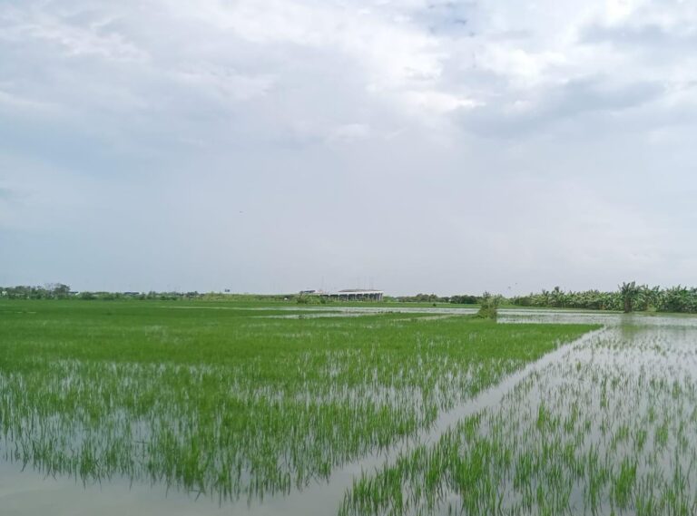 Kementan Mitigasi Bencana Banjir di Lahan Pertanian Grobogan