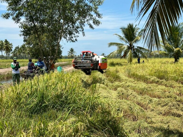 Panen Padi di Sumsel Optimal, Kementan Optimis Puncak Panen Penuhi Kebutuhan Pasar
