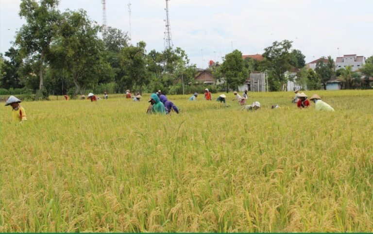Panen Raya di Bali Amankan Stok Beras