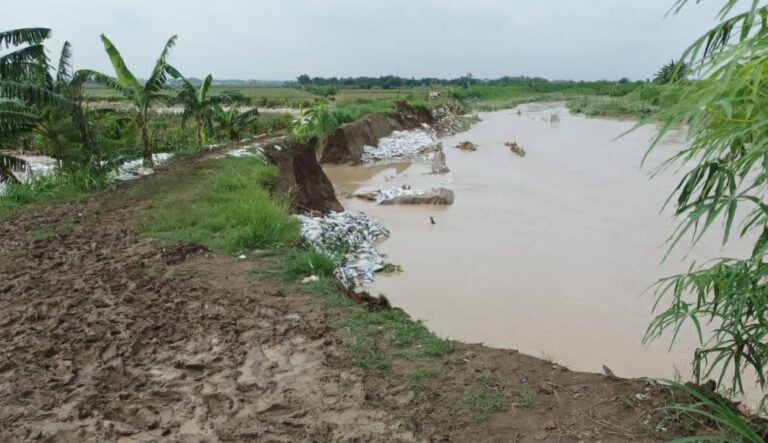 Jaga Produksi 2024, Kementan Gerak Cepat Tangani Lahan Pertanian Terdampak Banjir di Grobogan