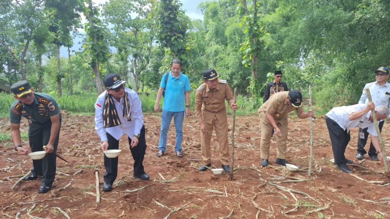 Genjot Produksi Nasional, Wamentan Tanam Jagung di Lamongan