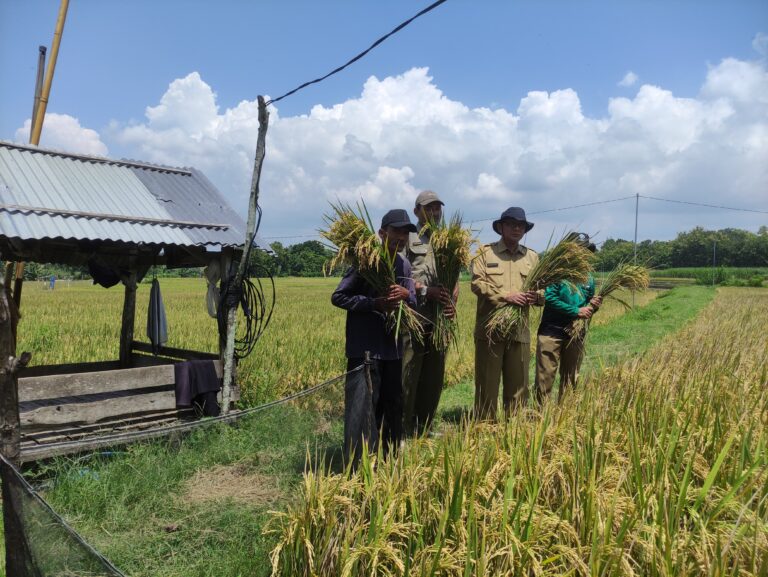 Puluhan Desa di Purworejo Gelar Panen Raya, Siap Penuhi Kebutuhan Pasar Nasional