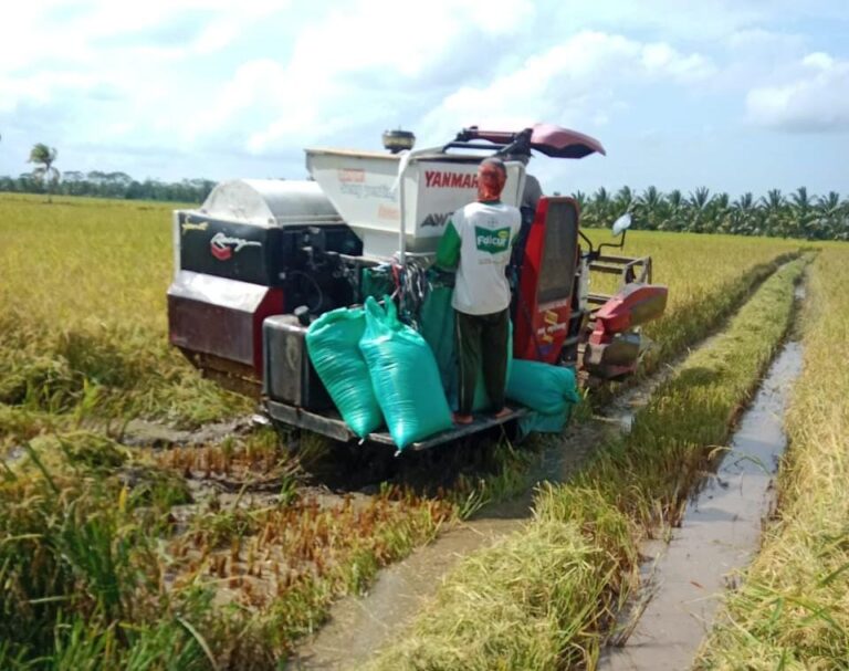 Jatim dan Jateng Masuk Panen Raya, Bersiap Jaga Harga dan Serap Gabah Petani