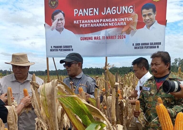 Kementan-Kemenhan Gelar Panen Raya Jagung di Kawasan Food Estate Gunung Mas
