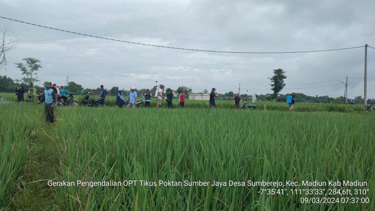 Amankan Produksi Padi, Kementan Gerak Cepat dan Masif Lakukan Pengendalian Tikus