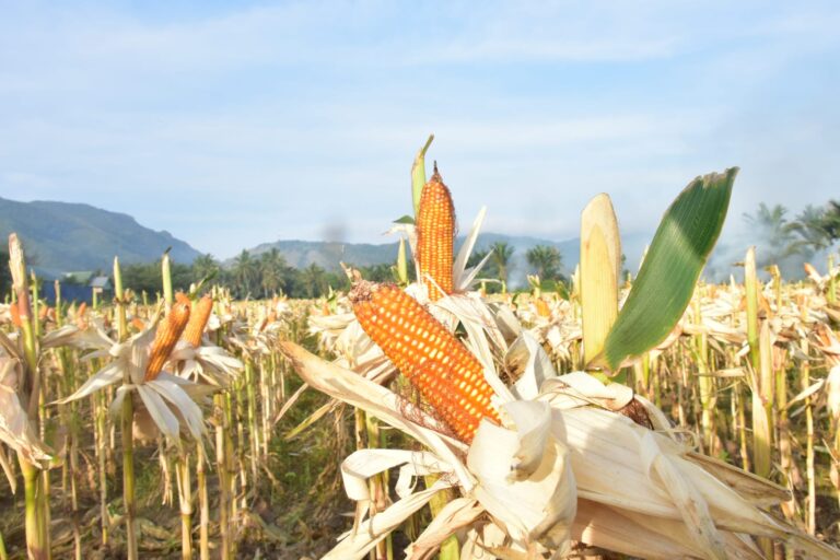 Hasil Panen Jagung Maret-April Melimpah, Ini 10 Kabupaten Produsen Terbesar