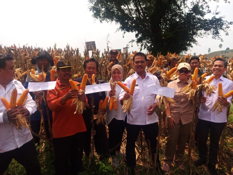 Gelar Panen di Pati, Kementan Sebut Produksi Jagung Nasional Awal 2024 Naik Tajam