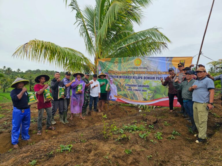 Pacu Produksi Beras, Kementan Tanam Padi Gogo Integrasi Kelapa di Sukabumi