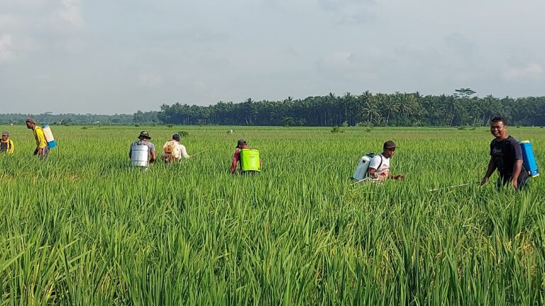 Kementan Bersama Petani Kulon Progo DIY Terus Bergerak Kendalikan Hama Wereng