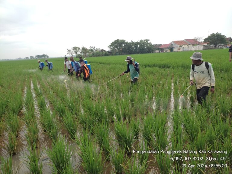 Respon Laporan Petani, Kementan Gerak Cepat Kendalikan Sundep di Kabupaten Karawang