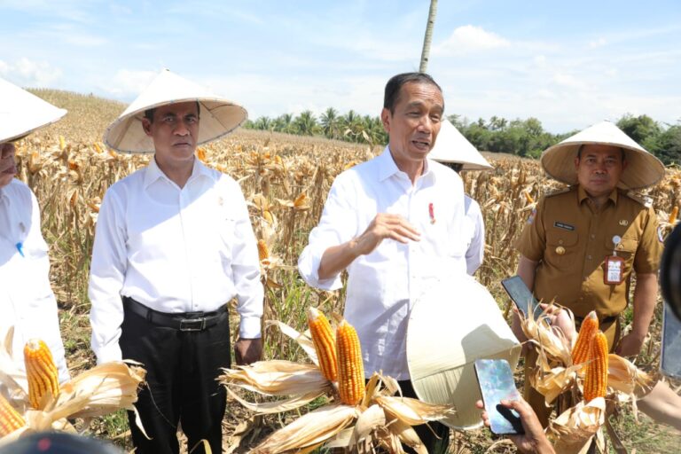 Presiden: Harga Jagung dan Gabah Turun Berarti Produksi Melimpah, Saatnya Bulog Lakukan Penyerapan
