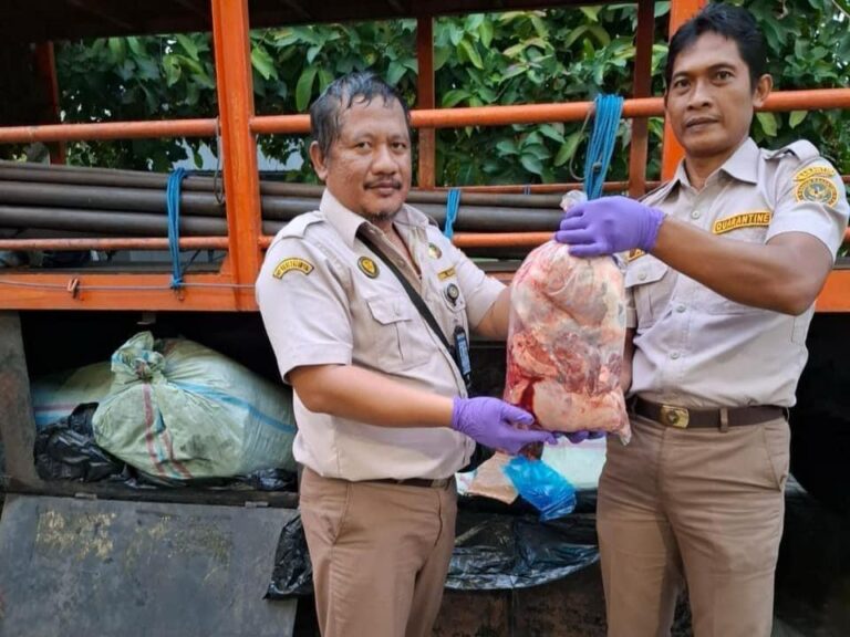 Karantina Lampung Tahan Ratusan Kilogram Daging Celeng