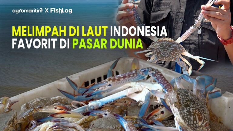 Cerita Nelayan Rajungan; Merawat Keberlanjutan, Menjaga Penghasilan