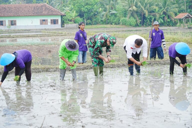 Kementan Bersama TNI Gerakan Percepatan Tanam Padi dan Gerdal OPT di Ciamis