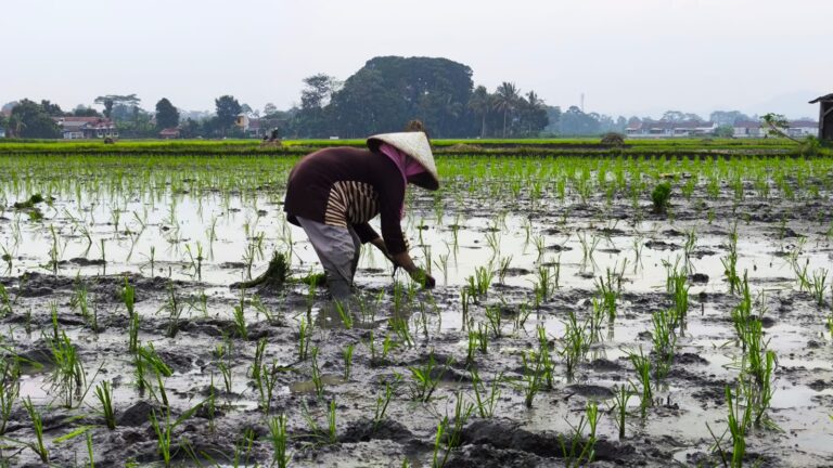 Kementan Terus Giatkan Percepatan Tanam dan Antisipasi Serangan Hama di Bandung Barat
