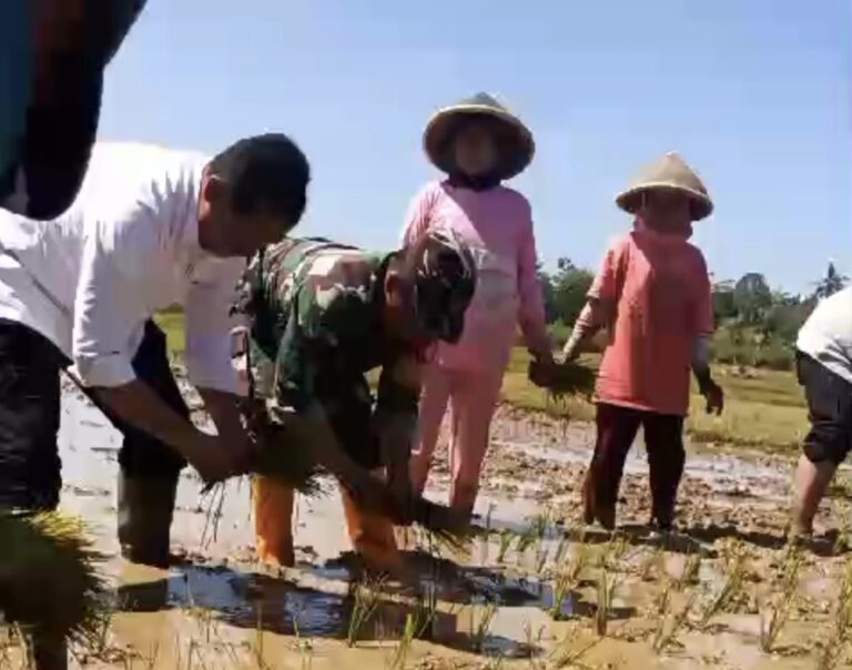 Genjot Produksi Padi, Kementan Gerakan Percepatan Tanam di Kebumen