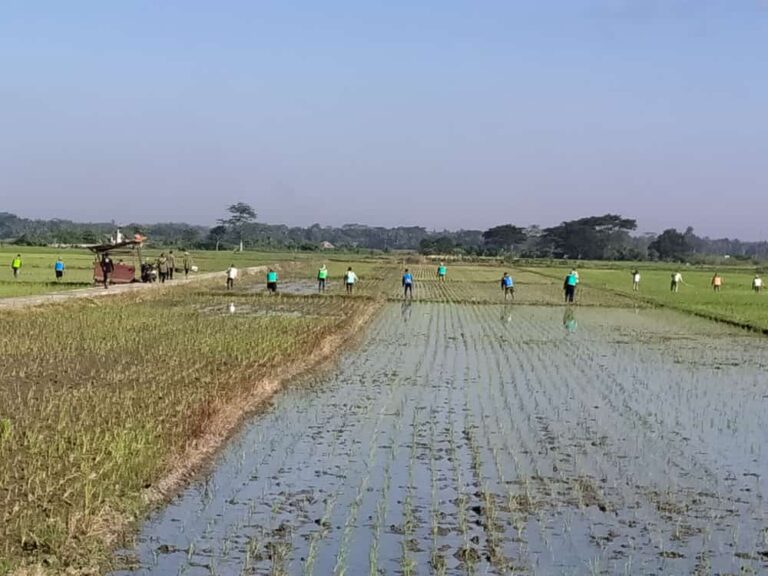 Kementan Kawal Petani Purworejo Kendalikan Hama Wereng Cokelat