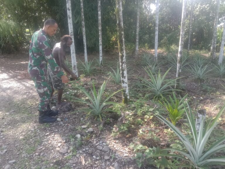 Babinsa Kuala Kencana Beri Motivasi Kepada Petani Nanas