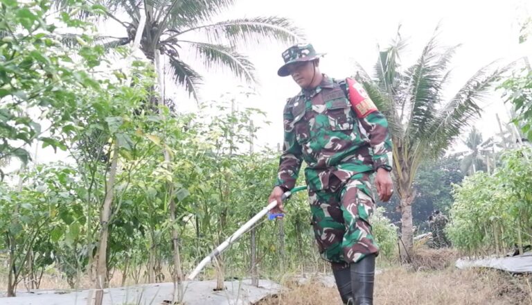 Gandeng IMP 168, Kodim Sleman Sulap Lahan Tidur Jadi Lahan Pertanian Cabai Organik
