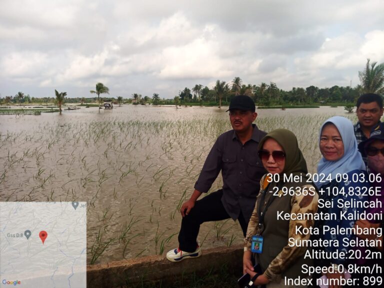 Gerakan Percepatan Tanam di Banyuasin, Kawasan Rawa Lebak Sanggup Panen Dua Kali Setahun