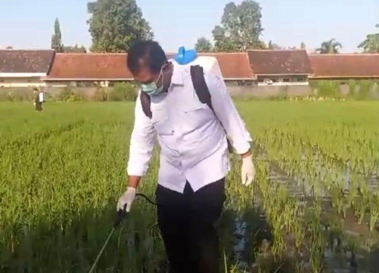 Tak Kenal Libur, Kementan Percepat Tanam dan Gerdal Wereng di Kulonprogo