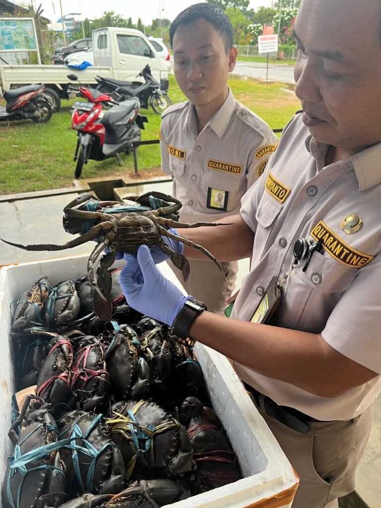 275 Ekor Kepiting Bakau Merauke Pasok Pasar Kabupaten Subang
