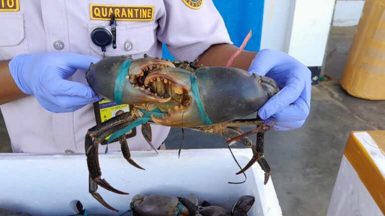 Dinyatakan Aman, 1414 Kepiting Bakau Lolos Pemeriksaan Karantina