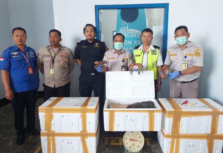 Barantin Fasilitasi Ekspor Perdana Kepiting Bakau Tujuan Singapura