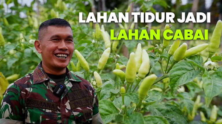 Cerita Sukses TNI AD Kodim Sleman Manfaatkan Lahan Tidur dengan Budidaya Cabai