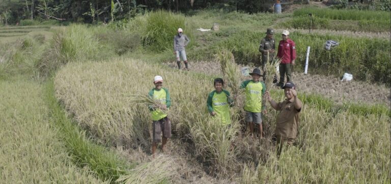 Panen Padi Organik dengan PHC ExtraGen, Petani Banten: Beras Lebih Wangi dan Pulen