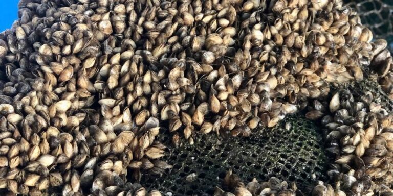 KKP Kembangkan Kerang Coklat Dukung Produksi Budidaya Lobster