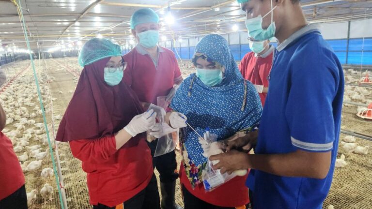 Ekspor Ayam ke Singapura, Kementerian Pertanian Dukung Peternakan Broiler di Bintan