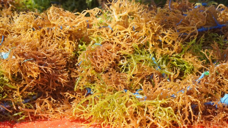KKP Bangun Modeling Budidaya Rumput Laut 50 Hektare di NTT