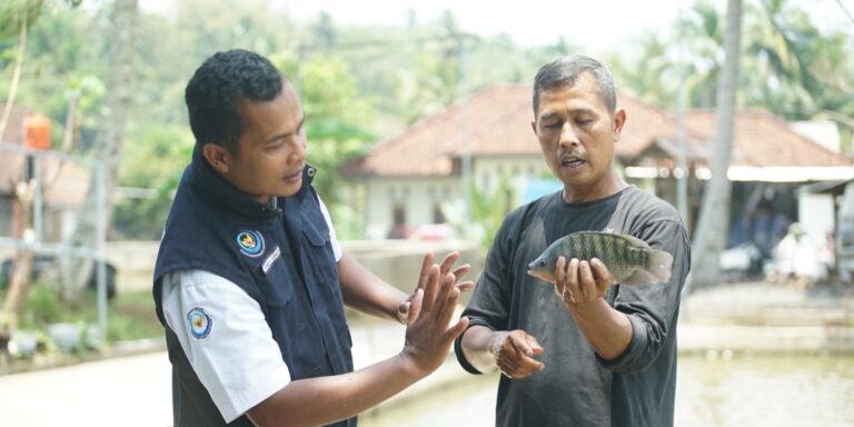 Mengenal SFV Kawali Sebagai Produsen Ikan Nila Inovatif di Jabar