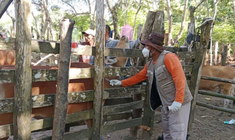 Kementan Imbau Daerah Perketat Pengawasan Lalu Lintas Ternak Terkait Wabah Jembrana Sultra