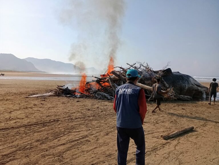 Pemerintah Respon Temuan Paus Terdampar di Pantai NTT