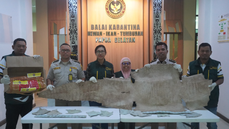 Kulit Buaya Berhasil Ditahan di Bandara Mopah