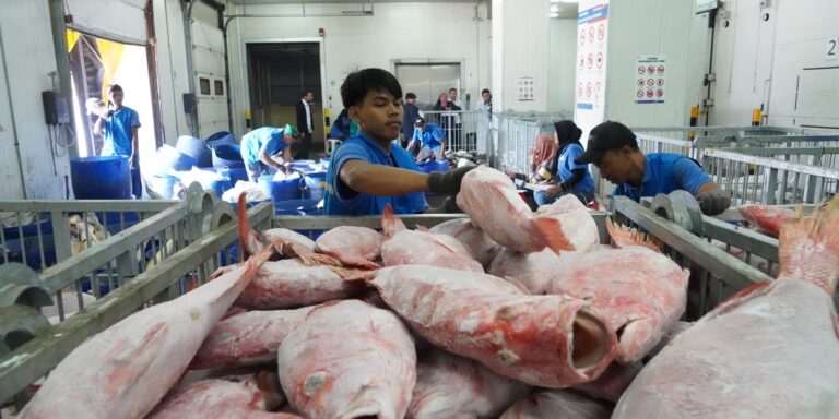 KKP Pastikan Sistem Rantai Dingin yang Dipasok ke Dapur MBG Berkualitas
