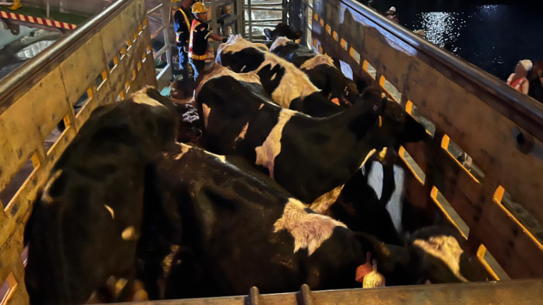 1.250 Bibit Sapi Perah dari Australia Tiba, Perkuat Populasi Sapi Perah Nasional